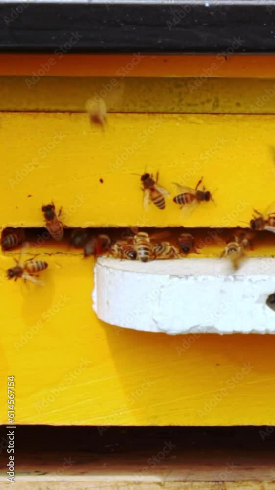 Laborious bees are flying at a blue beehive hole on a sunny day in summer Laborious bees are flying at a blue beehive hole on a sunny day in summer