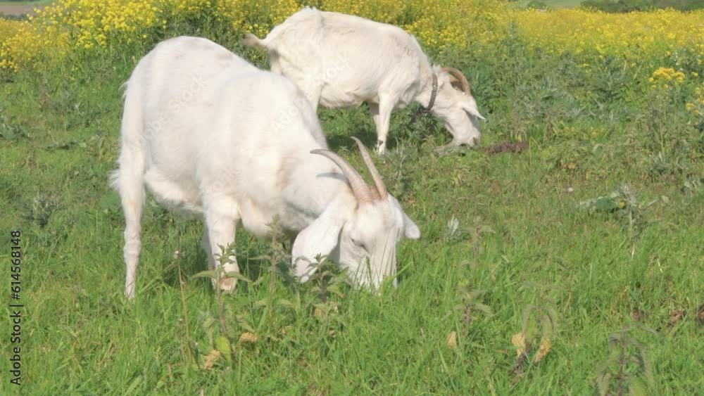 white young goats grazing at pasture freely. spring, summer time. sunny day white young goats grazing at pasture freely. spring, summer time. sunny day