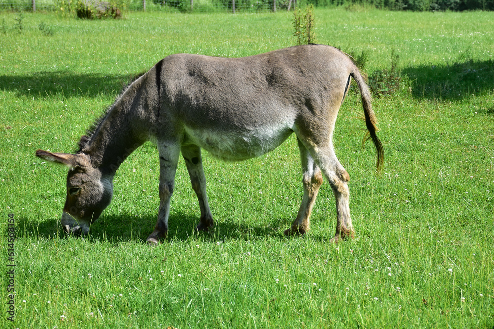 donkey farm, green grass, animal, nature. Donkey eats grass donkey farm, green grass, animal, nature. Donkey eats grass