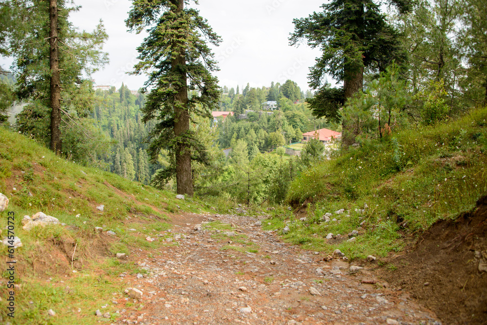 A Pathway into the Mountains in Nathia Gali, Abbottabad, Pakistan. A Pathway into the Mountains in Nathia Gali, Abbottabad, Pakistan.