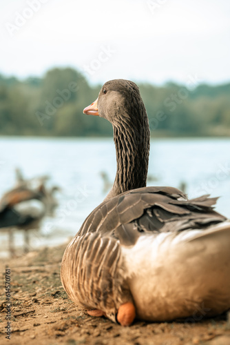 Wild goose by a lake, greylag geese