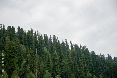 Pinus Roxburghii Tree on the Mountains in Nathia Gali, Abbottabad, Pakistan.