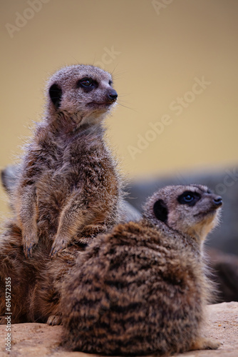 Two cute meerkats, also called a suricate, sitting looking around. They are small mongoose found in southern Africa. They are comical and funny. With space for text. © anitalvdb