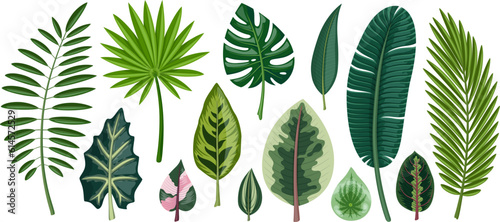 Tropical leaves set. Leaves of areca palm, coconut palm, fan palm, monstera and other exotic plants.