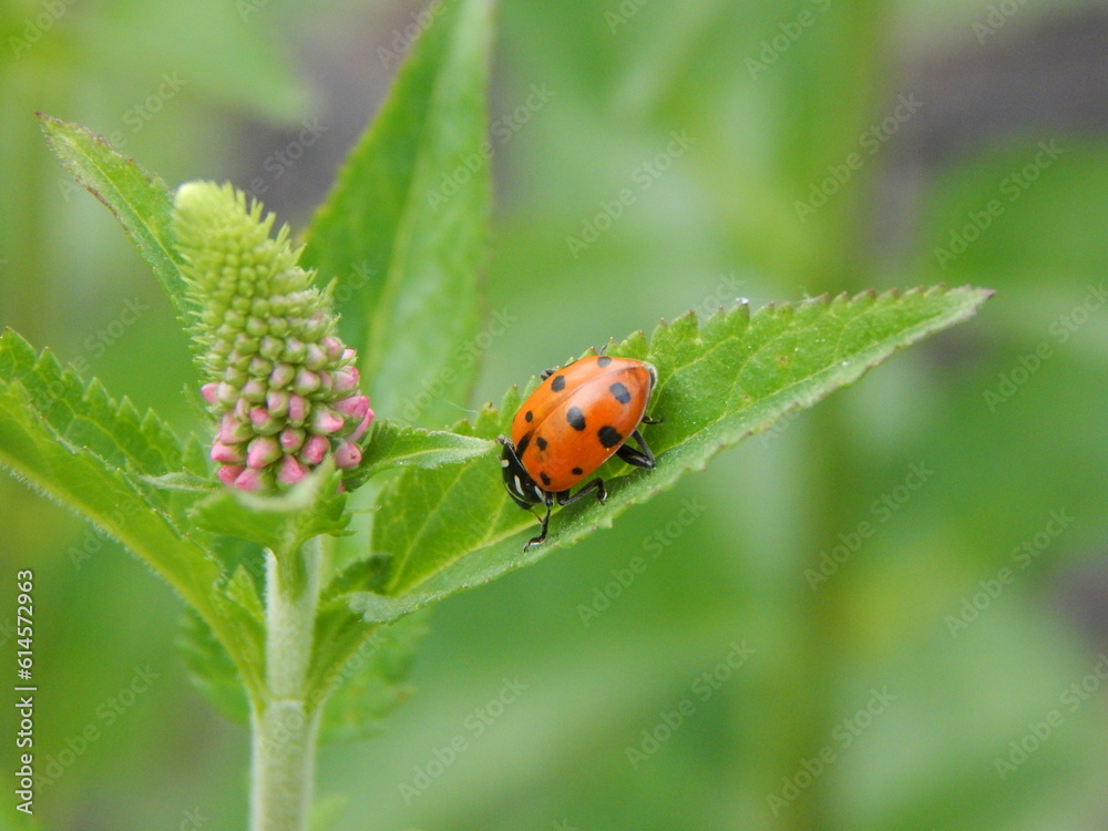ladybird on a leaf ladybird on a leaf