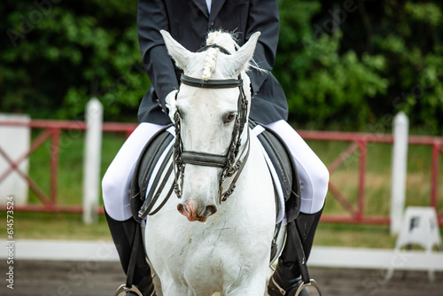 White horse during dressage competition, bridle, saddle and rider.