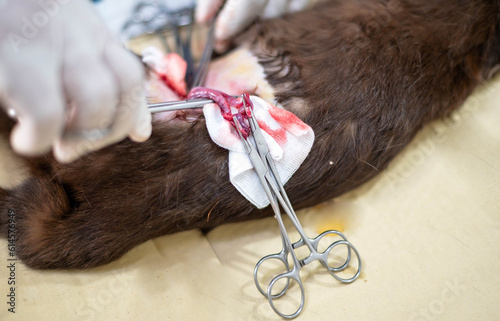 Hands of veterinarian with gloves holding and cutting cat's testicles.