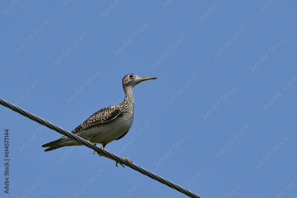 An Upland Sandpiper sits perched on a hydro wire above its summer nesting pastureland An Upland Sandpiper sits perched on a hydro wire above its summer nesting pastureland