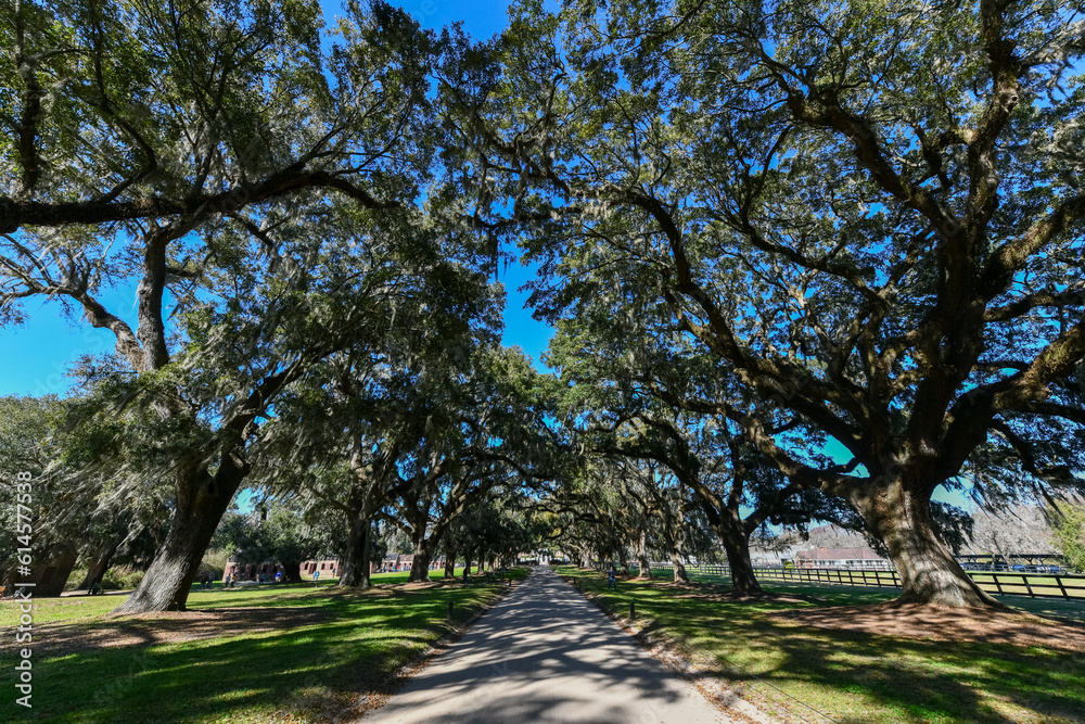 Obraz premium Boone Hall Plantation