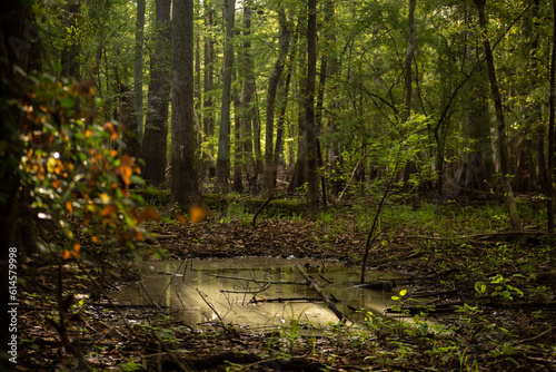 Canvastavla Bootlegger's Swamp