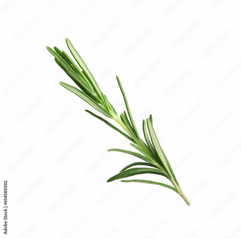 Fototapeta premium Sprig of fresh rosemary isolated on white