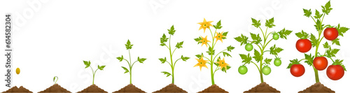 Red tomato plant growing stages