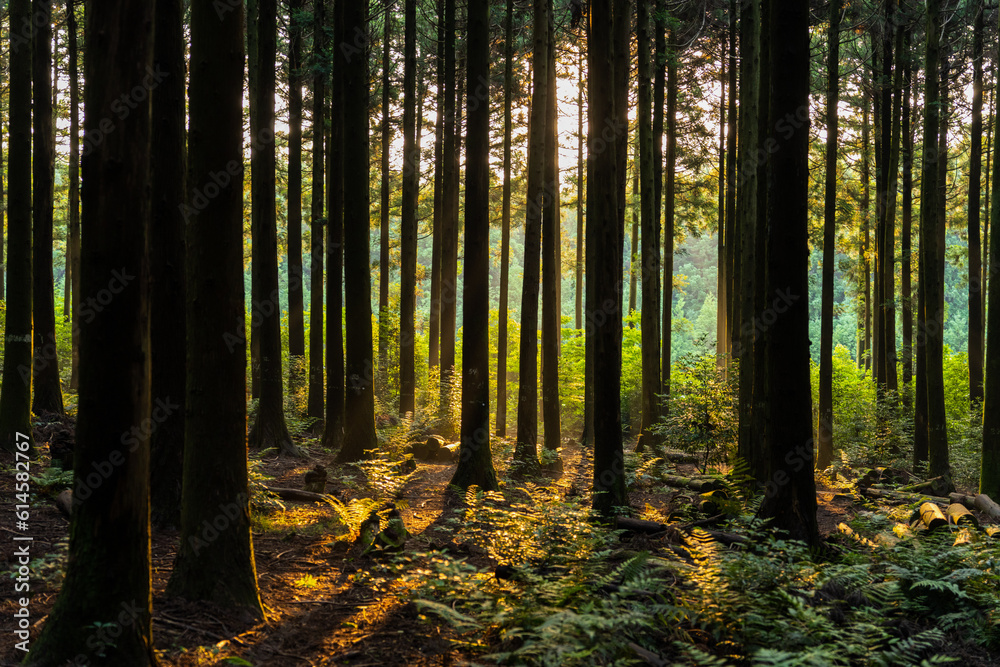 Obraz premium Jeju Saryeoni Forest with Morning Sunlight. 제주 사려니 숲의 아침 햇살