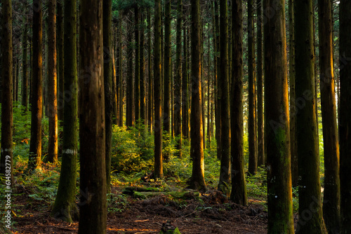 Jeju Saryeoni Forest with Morning Sunlight. 제주 사려니 숲의 아침 햇살