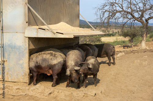 Cerdos ibéricos alimentándose con pienso en una tolva o  comedero. photo