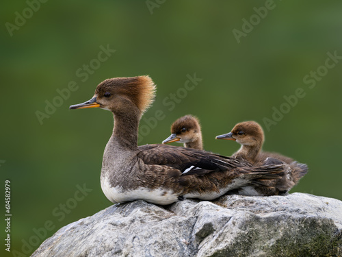 Photography Female Hooded Merganser with two ducklings resting on rock on green background