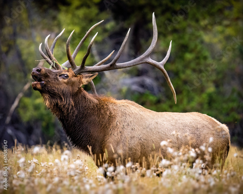 Bull Rocky mountain elk (cervus canadensis) bugling tall grass meadow during the fall elk rut at moraine park, Rocky Mountain National Park, Colorado, USA photo