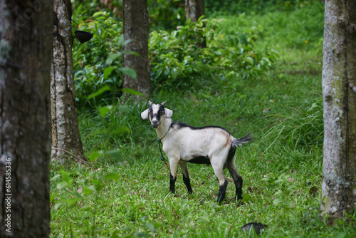 Portrait of young goats grazing in the rubber tree field