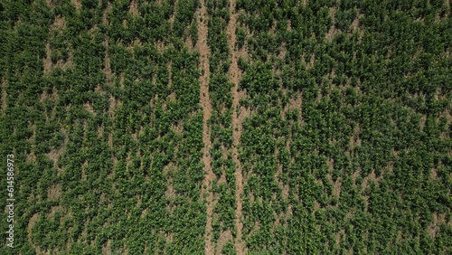 Man-made forest to keep the planet green, with spectacular results following drone plantation.
 photo