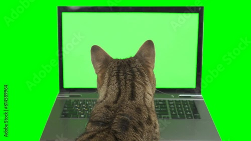 Bengal cat sitting in front of a laptop computer, looking at the screen facing backward on green screen isolated with chroma key.