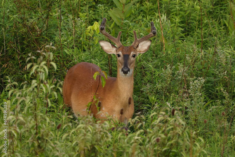 Whitetail Buck in Velvet in a Meadow