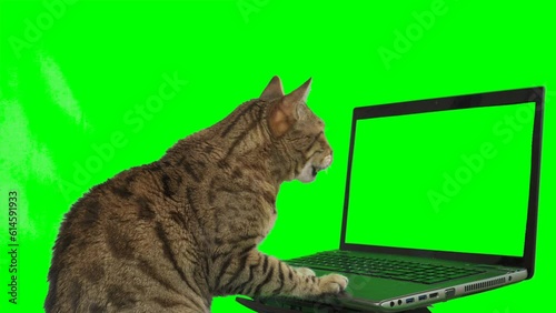 Bengal cat sitting in front of a laptop computer, looking at the screen, putting his paw on the keyboard on green screen isolated with chroma key.