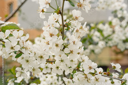 Cherry tree in white flowers. The branches of a blossoming tree. Blurring background. Spring background.