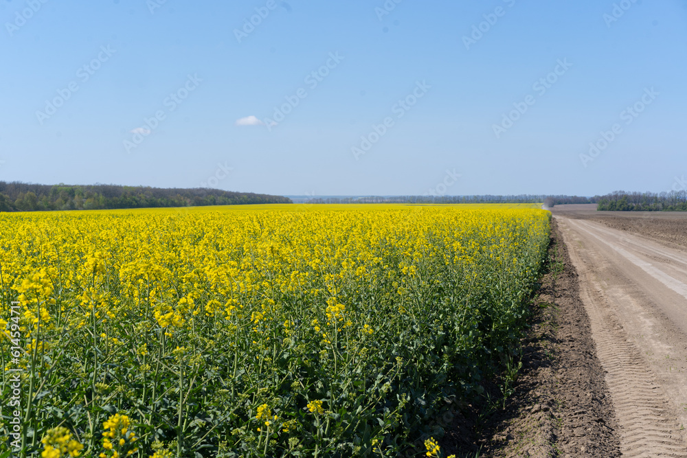 Field of colza rapeseed yellow flowers and blue sky. Oilseed, canola, colza. Nature background. Spring landscape. Ukraine agriculture illustration Field of colza rapeseed yellow flowers and blue sky. Oilseed, canola, colza. Nature background. Spring landscape. Ukraine agriculture illustration