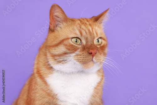 Adorable red fluffy cat on lilac background