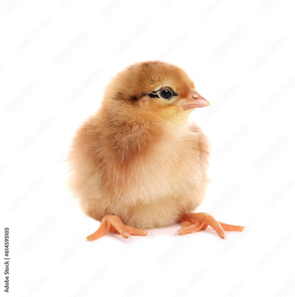 Obraz premium Cute fluffy baby chicken on white background