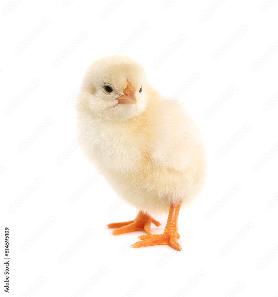 Cute fluffy baby chicken on white background Cute fluffy baby chicken on white background