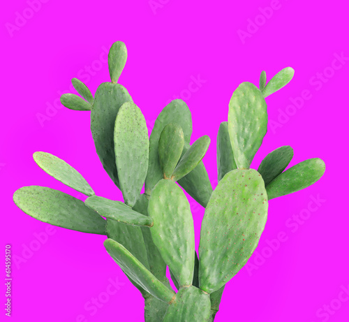 Beautiful green cactus plant on hot pink background