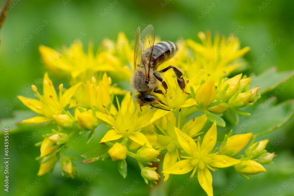 Fototapeta premium Bee collecting nectar from a yellow Phedimus aizoon flower in the spring