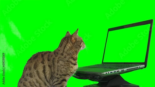 Bengal cat sitting in front of a laptop computer, looking at the screen, putting his paw on the keyboard on green screen isolated with chroma key.