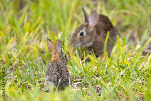 A baby bunny and adult rabbit (probably eastern cottontails) on Lido Key, Florida photo