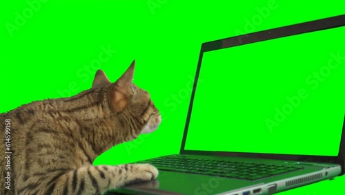 Bengal cat sitting in front of a laptop computer, looking at the screen, putting his paw on the keyboard on green screen isolated with chroma key.