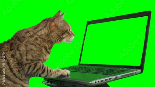 Bengal cat sitting in front of a laptop computer, looking at the screen, putting his paw on the keyboard on green screen isolated with chroma key.