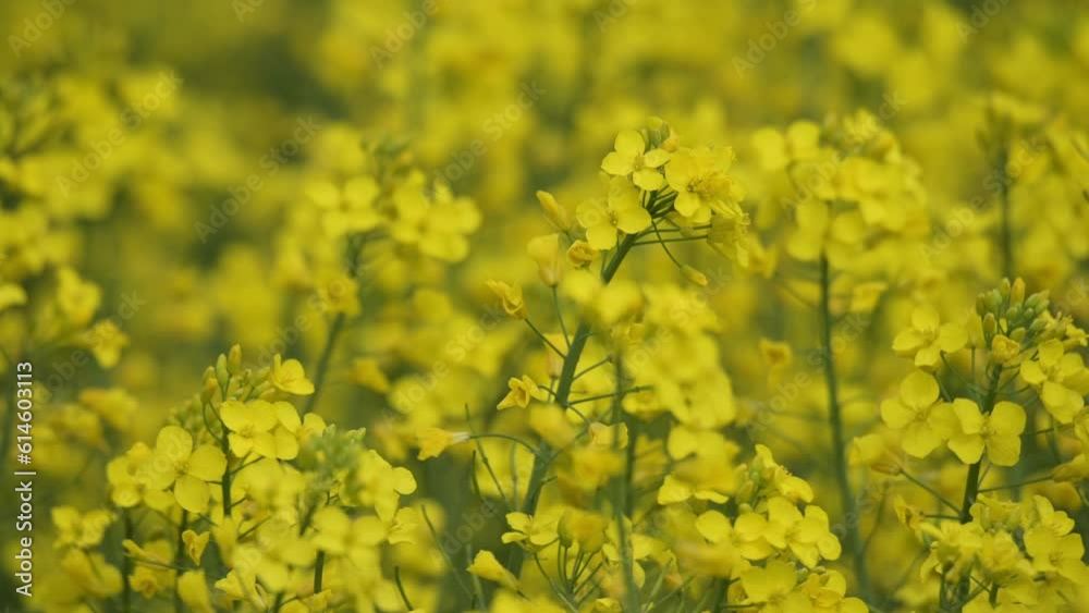 rapeseed close up of yellow flower in open field plantation rapeseed close up of yellow flower in open field plantation
