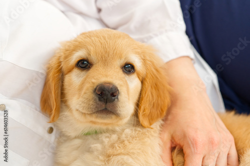 Fototapeta Naklejka Na Ścianę i Meble -  A portrait of a cute puppy. Golden Retriever puppy. cute young puppy. purebred puppies. Hovawart. adorable Golden puppy