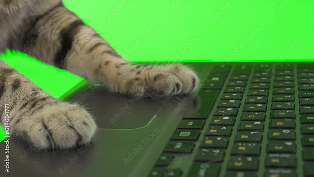 Close-up footage of cat paws typing on computer keyboard on green screen isolated with chroma key.
