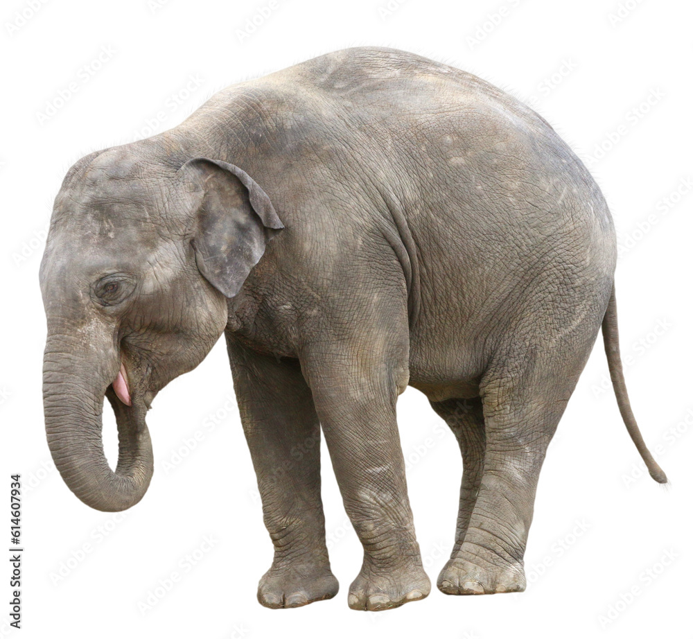 Obraz premium アジアゾウ