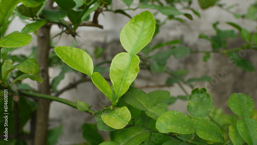 Wallpaper Mural Bergamot leaves in the garden Torontodigital.ca