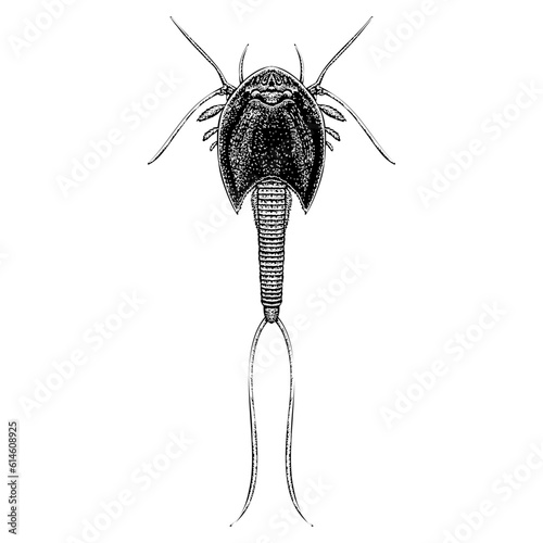 Dinosaur Shrimp hand drawing vector isolated on background.