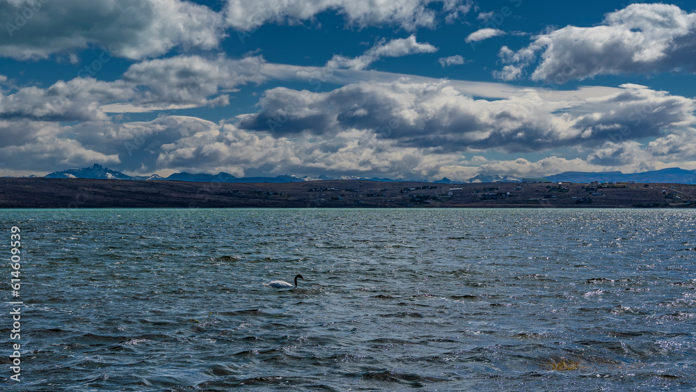 A beautiful black-necked swan is floating on a blue lake. Ripples and highlights on the water. Mountains against of azure sky and picturesque cumulus clouds. Argentina. El Calafate. Redonda Bay.