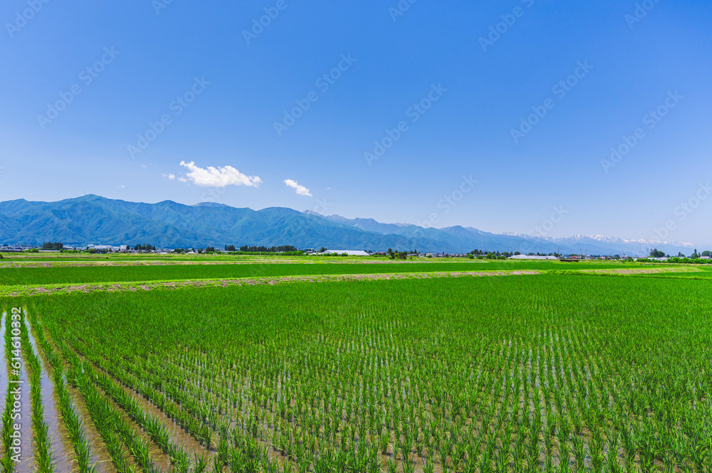 初夏の鮮やかな稲と山岳風景