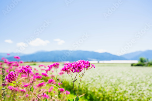 初夏のムシトリナデシコとそば畑 © kikisora