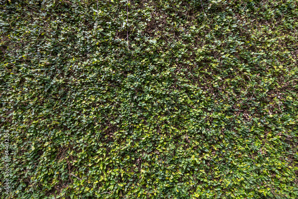 green grass foliage with roots background pattern wallpaper texture nature green grass foliage with roots background pattern wallpaper texture nature