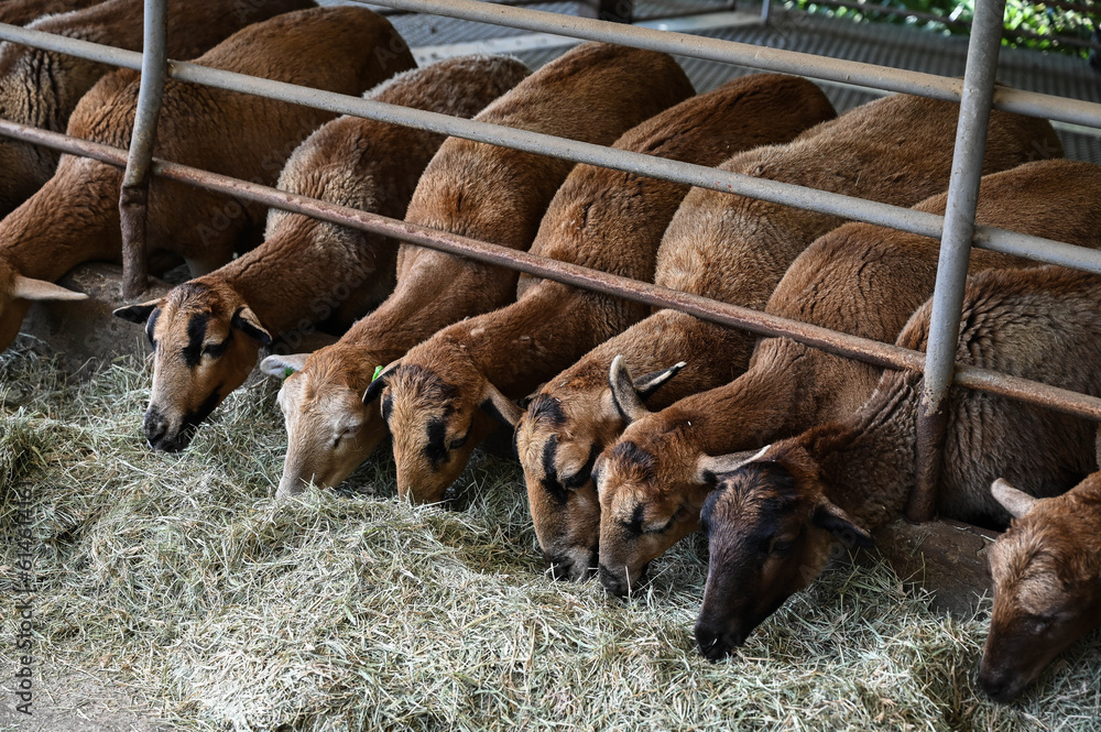 Fototapeta premium Many goat in the pasture.