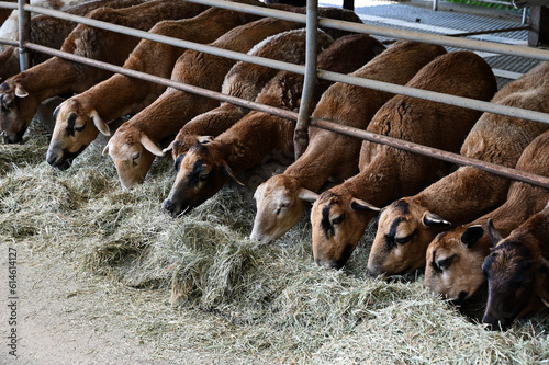 Many goat in the pasture. © LIU YU SHAN