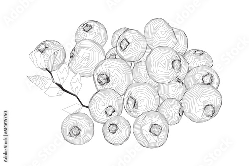 Outline Vector Blueberry black and white engraved ink art. Berries and leaves. Isolated contour blueberry illustration element. Vector raw blueberry. Ripe fruits full of nutrition and vitamins.